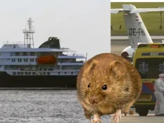 La OMS aclara que el hantavirus no es lo mismo que el coronavirus y descarta, por ahora, que pueda propagarse por todo el mundo