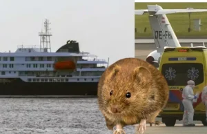 La OMS aclara que el hantavirus no es lo mismo que el coronavirus y descarta, por ahora, que pueda propagarse por todo el mundo