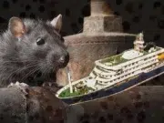 El rastro de las otras variantes del hantavirus presentes en Colombia: desde 2004 hay registros del virus en el país