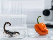 Veneno de alacrán y chile habanero abren camino a nuevos antibióticos contra bacterias resistentes en México