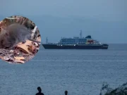 Este es el ratón silvestre de Chile y Argentina que transmite peligrosa cepa Andes, variante de hantavirus responsable del brote en crucero MV Hondius