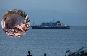Este es el ratón silvestre de Chile y Argentina que transmite peligrosa cepa Andes, variante de hantavirus responsable del brote en crucero MV Hondius