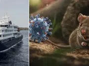 Secuencian el genoma completo del hantavirus vinculado al brote del crucero MV Hondius: ¿Hay mutaciones?