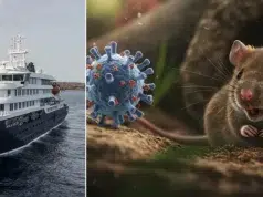 Hantavirus | ¿Puede causar una pandemia? ¿Qué tan grave es? Todo lo que debe saber sobre el patógeno que encendió las alarmas del mundo