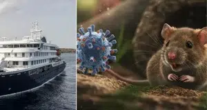 Hantavirus | ¿Puede causar una pandemia? ¿Qué tan grave es? Todo lo que debe saber sobre el patógeno que encendió las alarmas del mundo