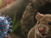 Los síntomas del hantavirus que se pueden confundir con los de una gripa común y cuándo acudir al médico