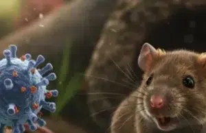 Los síntomas del hantavirus que se pueden confundir con los de una gripa común y cuándo acudir al médico