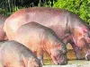 Trasladar los hipopótamos del Magdalena Medio a la India costaría mas de U$3 millones: Venezuela vuelve a ofrecer recibirlos