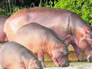 Trasladar los hipopótamos del Magdalena Medio a la India costaría mas de U$3 millones: Venezuela vuelve a ofrecer recibirlos