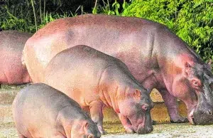 Trasladar los hipopótamos del Magdalena Medio a la India costaría mas de U$3 millones: Venezuela vuelve a ofrecer recibirlos