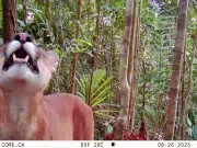 Comunidad de La Plata, en Bahía Málaga, registra avistamiento de 19 especies de aves y mamíferos durante procesos de restauración ambiental