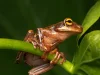 El misterioso canto de una rana amazónica suena por primera vez en Colombia: el hito de escuchar a la especie que solo habita en ecosistemas sanos