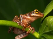 El misterioso canto de una rana amazónica suena por primera vez en Colombia: el hito de escuchar a la especie que solo habita en ecosistemas sanos