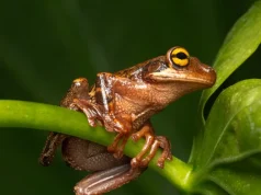El misterioso canto de una rana amazónica suena por primera vez en Colombia: el hito de escuchar a la especie que solo habita en ecosistemas sanos