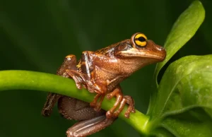 El misterioso canto de una rana amazónica suena por primera vez en Colombia: el hito de escuchar a la especie que solo habita en ecosistemas sanos