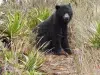 El oso andino está recuperando el territorio que siempre habitó: ocupación de la especie aumentó en la cordillera Occidental