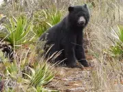 El oso andino está recuperando el territorio que siempre habitó: ocupación de la especie aumentó en la cordillera Occidental