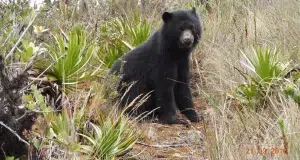 El oso andino está recuperando el territorio que siempre habitó: ocupación de la especie aumentó en la cordillera Occidental