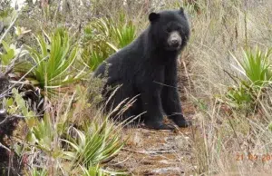 El oso andino está recuperando el territorio que siempre habitó: ocupación de la especie aumentó en la cordillera Occidental