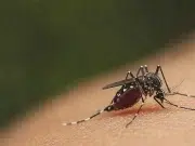 ¿Erradicar a los mosquitos? El debate científico frente al animal más letal del planeta