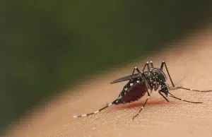 ¿Erradicar a los mosquitos? El debate científico frente al animal más letal del planeta