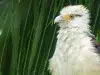 Colombia se ratifica como el país con el mayor número de especies de aves registradas en todo el mundo