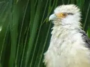 Colombia se ratifica como el país con el mayor número de especies de aves registradas en todo el mundo