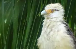 Colombia se ratifica como el país con el mayor número de especies de aves registradas en todo el mundo