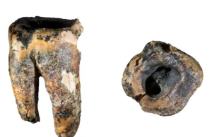 El misterio del primer odontólogo: hallan un diente Neandertal que revela cómo se trataban las caries hace 59.000 años