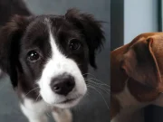 Depresión en perros y gatos: señales clave para detectarla y no confundirla con pereza