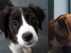 Depresión en perros y gatos: señales clave para detectarla y no confundirla con pereza