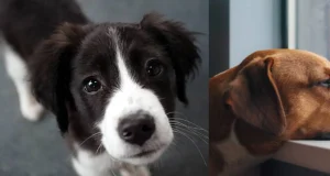 Depresión en perros y gatos: señales clave para detectarla y no confundirla con pereza