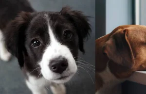 Depresión en perros y gatos: señales clave para detectarla y no confundirla con pereza
