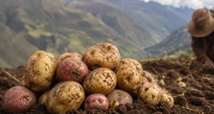 La papa transformó el ADN andino: estudio revela cómo los quechuas evolucionaron para digerir mejor el almidón