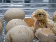 Nacen los primeros pollos formados fuera de la naturaleza: científicos logran crear huevos artificiales y abren la puerta a revivir especies extintas