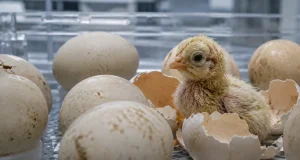 Nacen los primeros pollos formados fuera de la naturaleza: científicos logran crear huevos artificiales y abren la puerta a revivir especies extintas