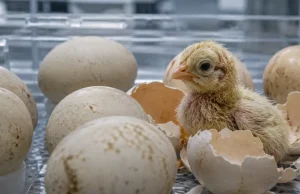 Nacen los primeros pollos formados fuera de la naturaleza: científicos logran crear huevos artificiales y abren la puerta a revivir especies extintas