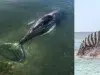 Murió Timmy, la ballena que estuvo varias semanas varada en Alemania, tras ser rescatada: su cuerpo fue hallado en Dinamarca