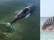 Murió Timmy, la ballena que estuvo varias semanas varada en Alemania, tras ser rescatada: su cuerpo fue hallado en Dinamarca