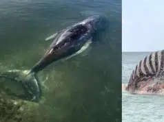 Murió Timmy, la ballena que estuvo varias semanas varada en Alemania, tras ser rescatada: su cuerpo fue hallado en Dinamarca