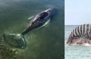 Murió Timmy, la ballena que estuvo varias semanas varada en Alemania, tras ser rescatada: su cuerpo fue hallado en Dinamarca