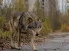 Chernóbil, el inesperado refugio de la vida salvaje casi 40 años después del desastre nuclear: así se han adaptado los animales a la radiación