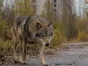 Chernóbil, el inesperado refugio de la vida salvaje casi 40 años después del desastre nuclear: así se han adaptado los animales a la radiación