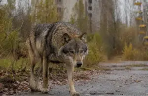 Chernóbil, el inesperado refugio de la vida salvaje casi 40 años después del desastre nuclear: así se han adaptado los animales a la radiación