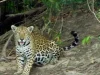 Video: Jaguar sorprende a guardaparques en el Parque Nacional El Tuparro y evidencia riqueza natural de la Orinoquia