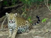 Video: Jaguar sorprende a guardaparques en el Parque Nacional El Tuparro y evidencia riqueza natural de la Orinoquia