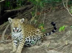Video: Jaguar sorprende a guardaparques en el Parque Nacional El Tuparro y evidencia riqueza natural de la Orinoquia