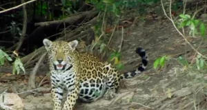Video: Jaguar sorprende a guardaparques en el Parque Nacional El Tuparro y evidencia riqueza natural de la Orinoquia