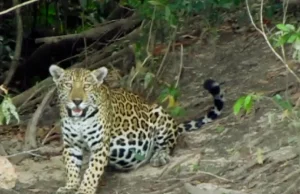 Video: Jaguar sorprende a guardaparques en el Parque Nacional El Tuparro y evidencia riqueza natural de la Orinoquia