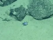 La ciencia no logra explicarlo: submarino halló un extraño animal jamás visto y ahora se pregunta por qué tiene ese color